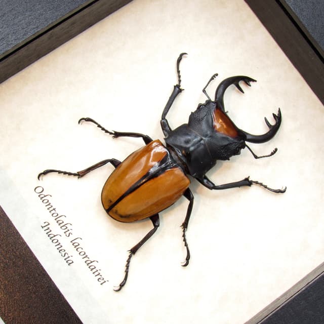 Real Stag Beetle framed taxidermy - Odontolabis lacordairei
