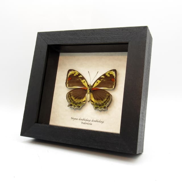 Rare yellow butterfly framed taxidermy - Mynes doubledayi doubledayi - female