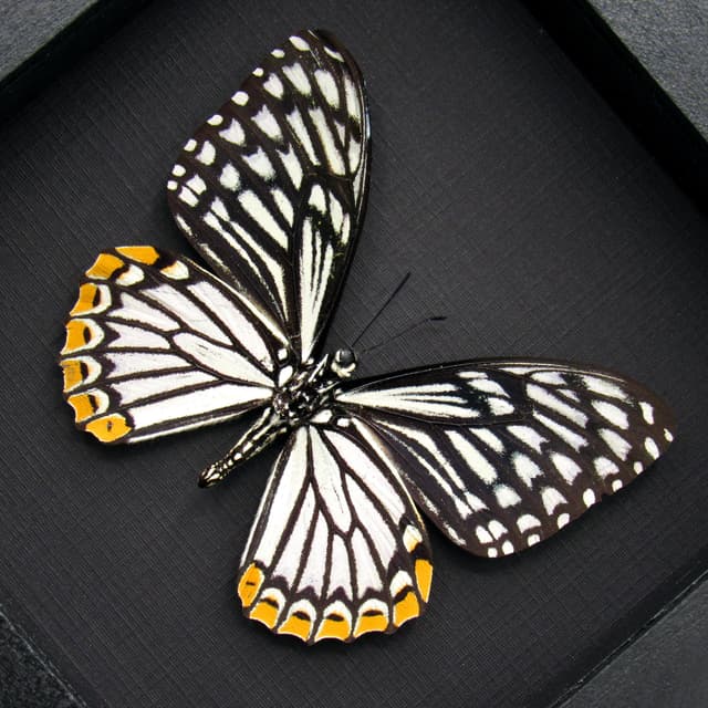 Real Common Mime Swallowtail butterfly framed taxidermy - Papilio clytia