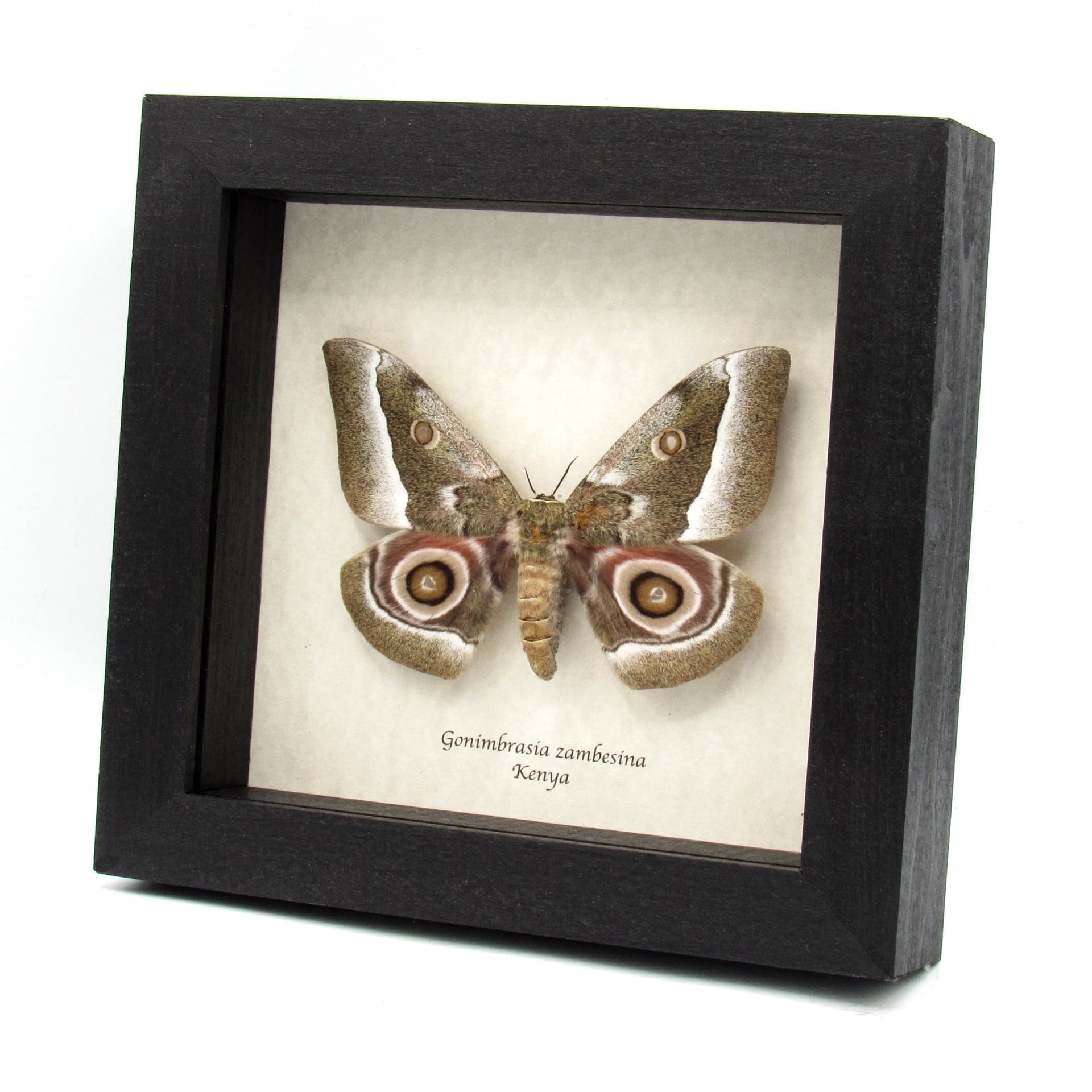 Real Saturn moth framed taxidermy - Gonimbrasia zambesina - female