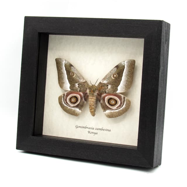 Real Saturn moth framed taxidermy - Gonimbrasia zambesina - female