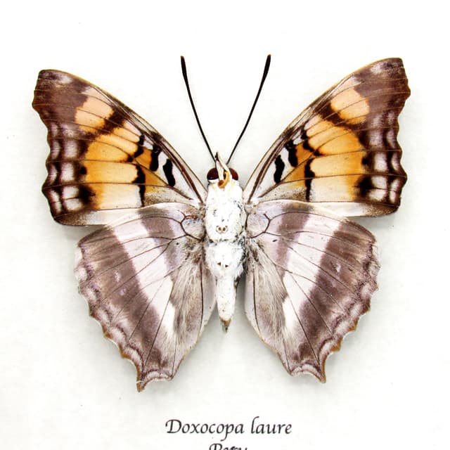 Real Silver Emperor butterfly framed taxidermy - Doxocopa laure
