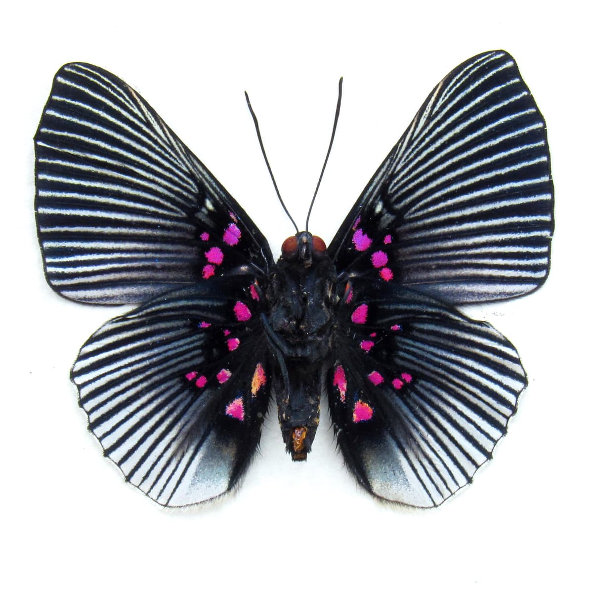 Real pink butterfly framed taxidermy - Lyropteryx apollonia