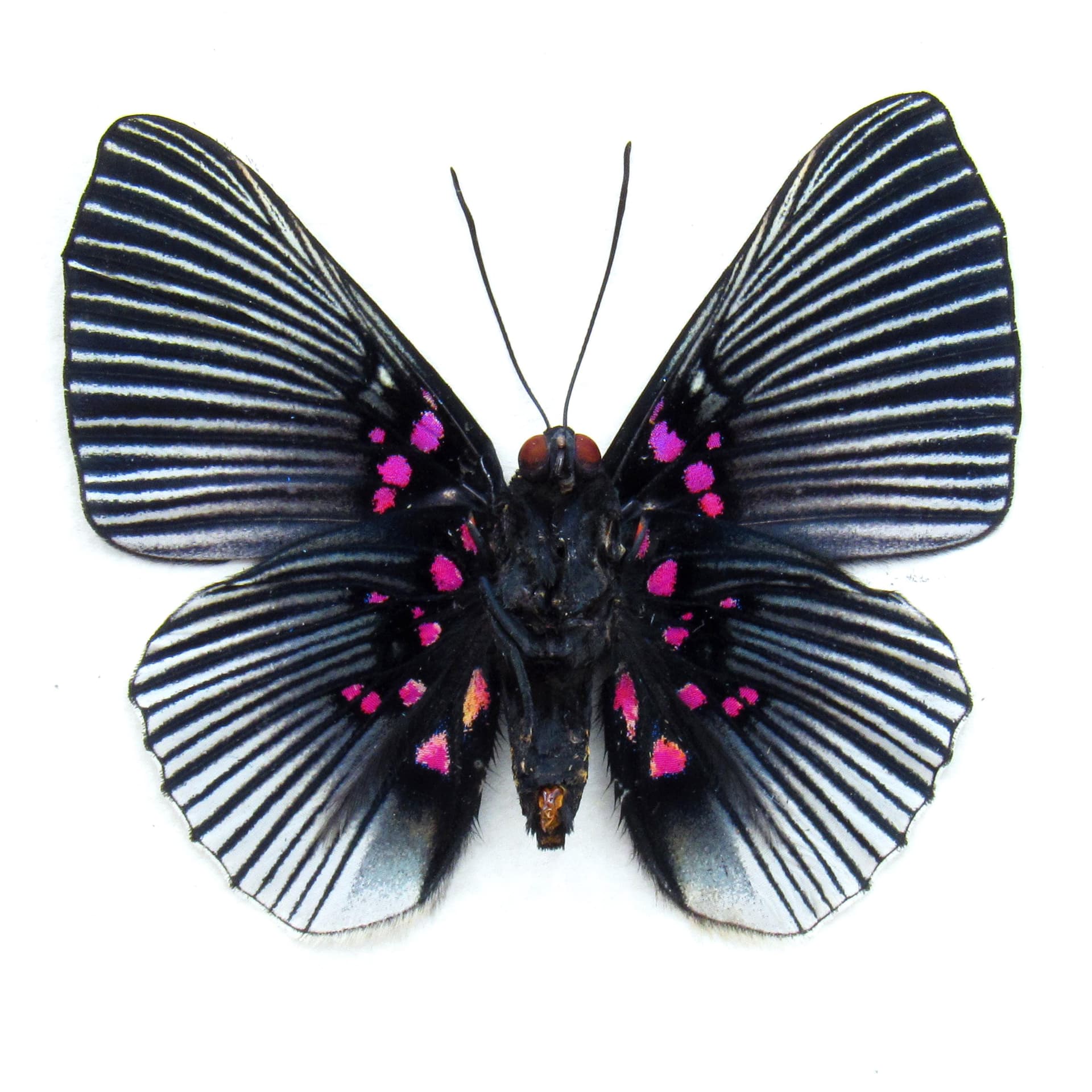 Real pink butterfly framed taxidermy - Lyropteryx apollonia