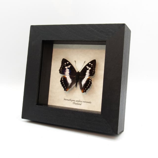 Real iridescent Indian Purple Emperor butterfly framed taxidermy - Mimathyma ambica miranda