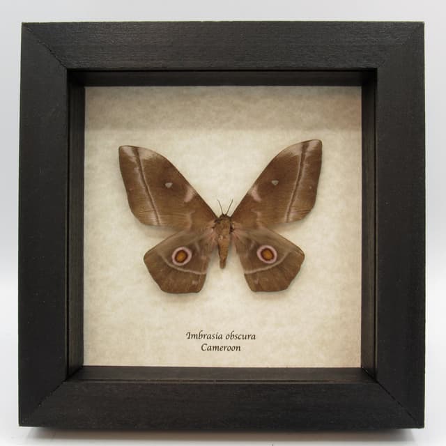 Real Saturn moth framed taxidermy - Imbrasia obscura