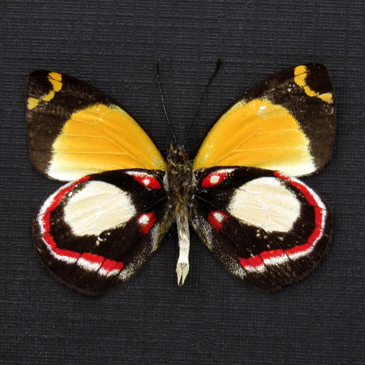 Rare Delias butterfly framed specimen - Delias leucias leucias