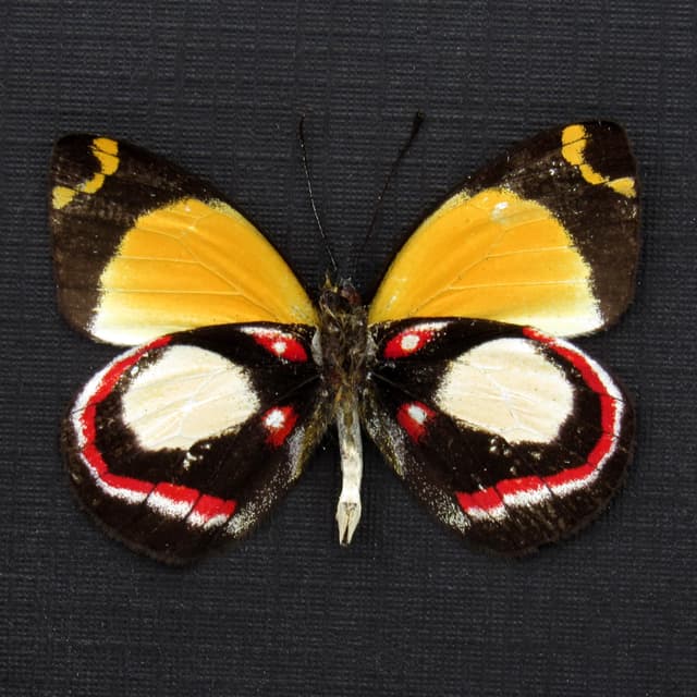 Rare Delias butterfly framed specimen - Delias leucias leucias