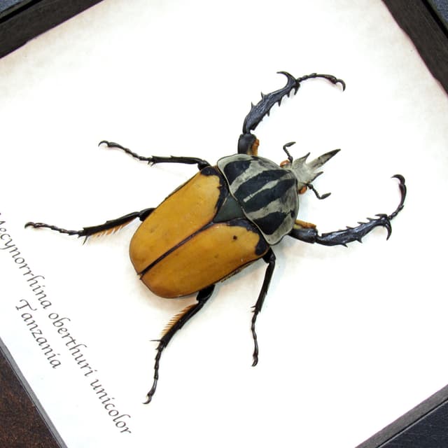 Real large flower beetle framed taxidermy - Mecynorrhina oberthuri unicolor