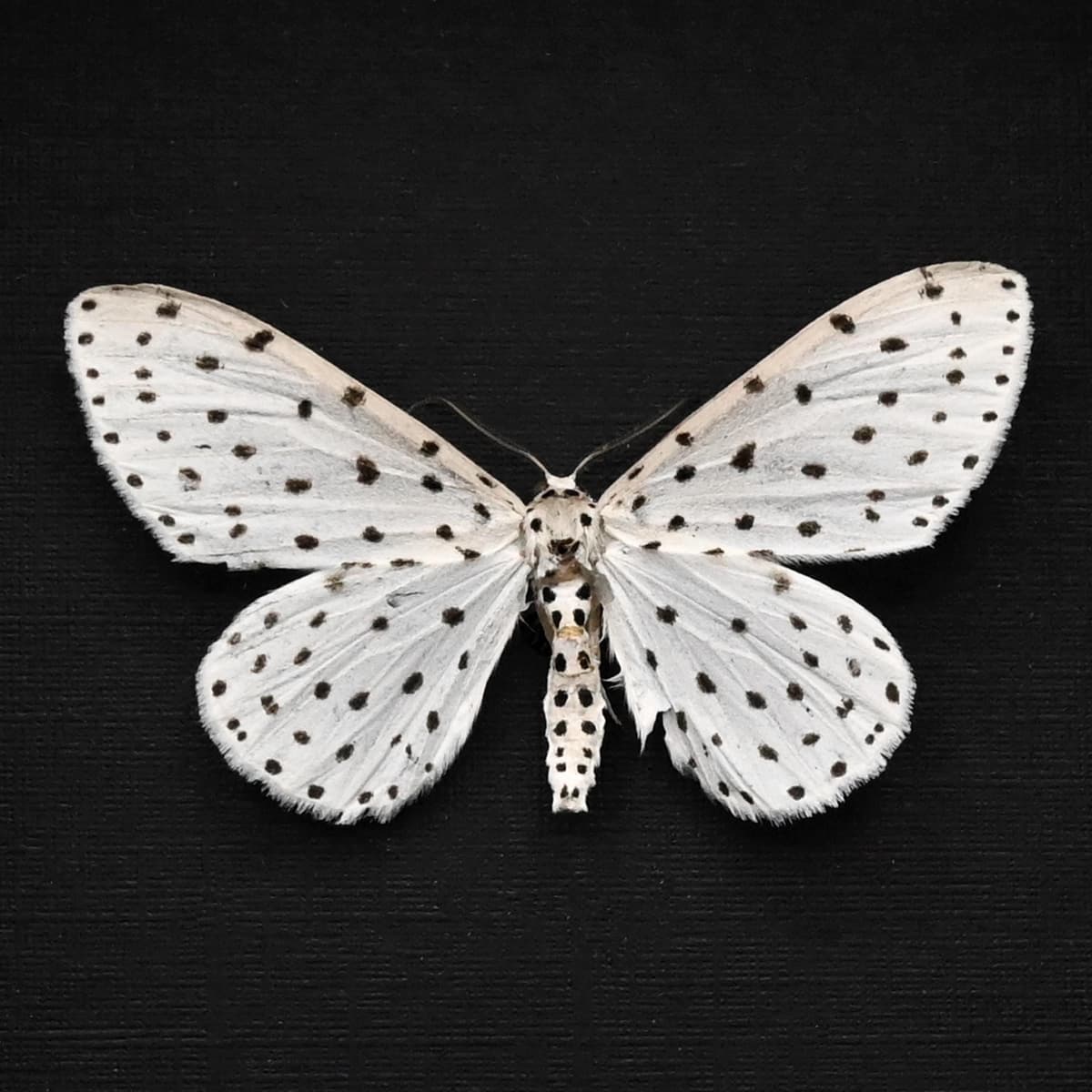 Real White Geometer moth framed taxidermy - Antipercnia belluaria