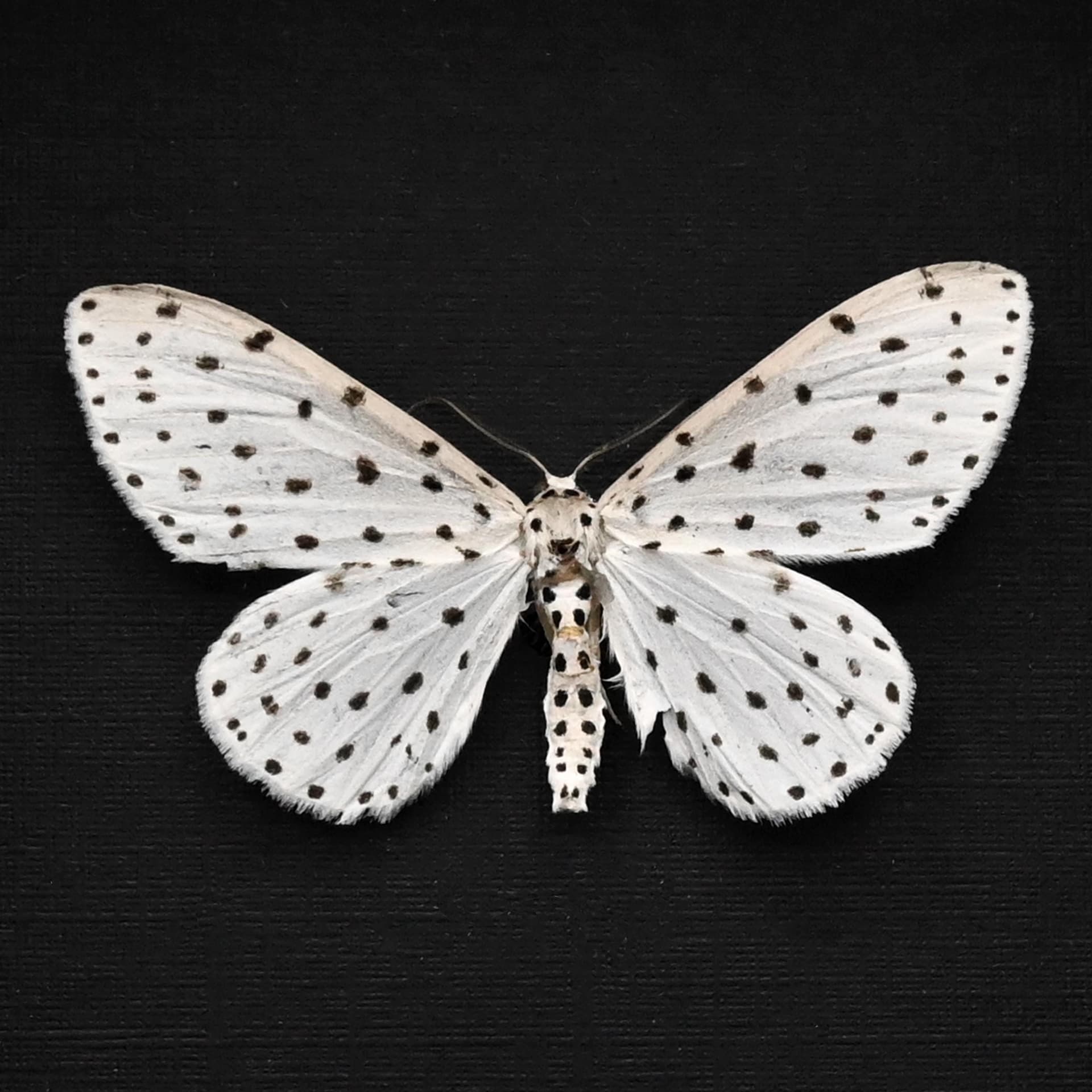 Real White Geometer moth framed taxidermy - Antipercnia belluaria