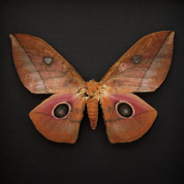 Real Emperor moth framed taxidermy - Lobobunaea acetes - female