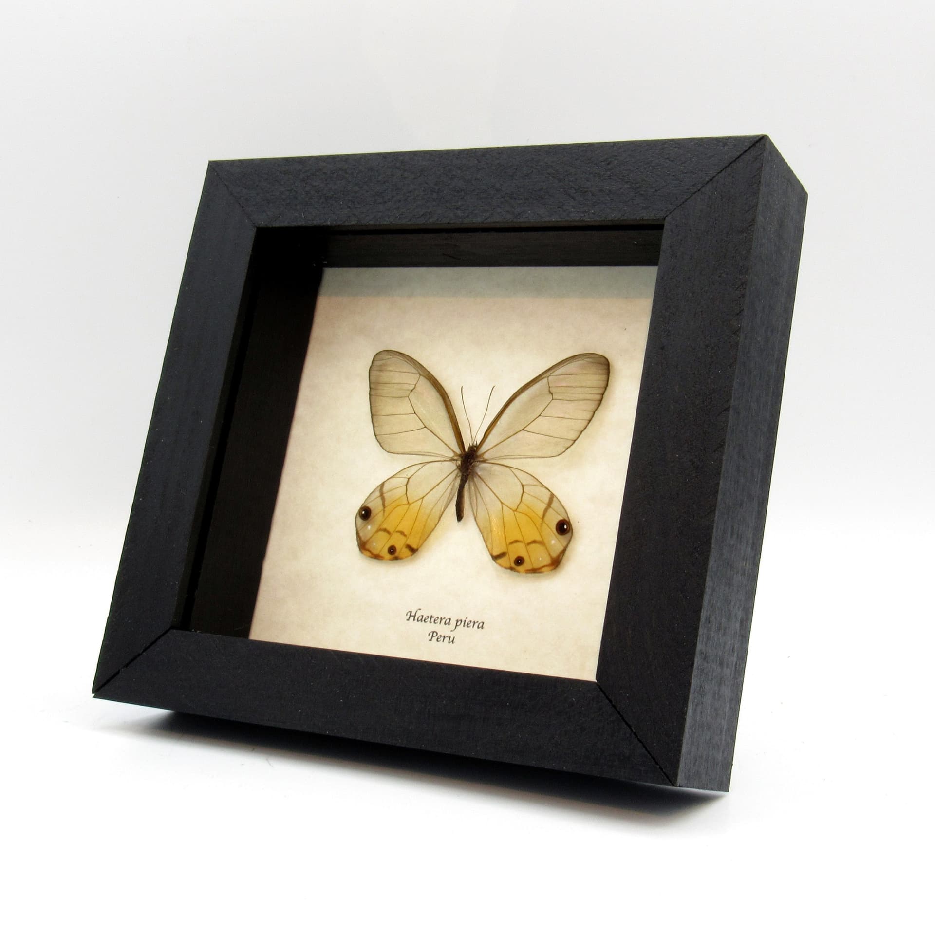 Real yellow Glass Wing butterfly framed taxidermy - Haetera piera