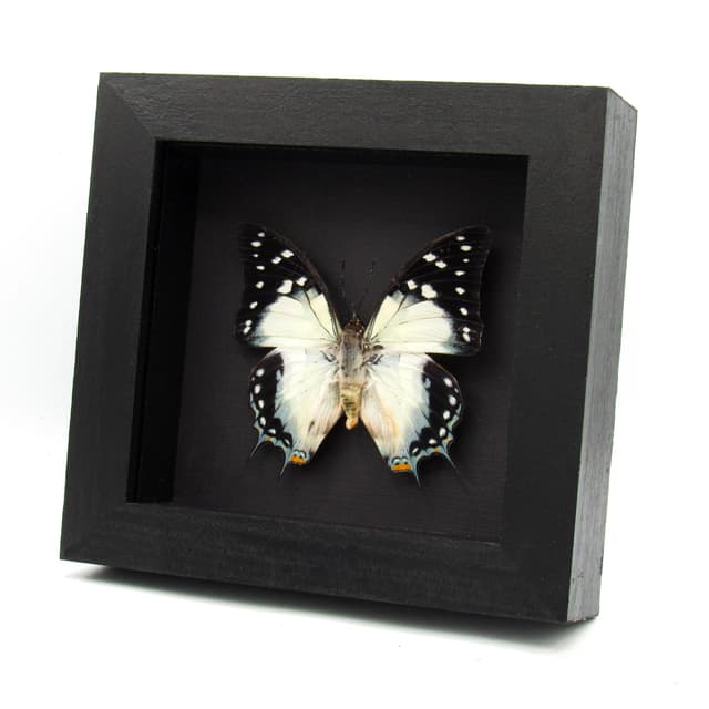 Very large rare blue Nawab butterfly framed taxidermy - Polyura galaxia