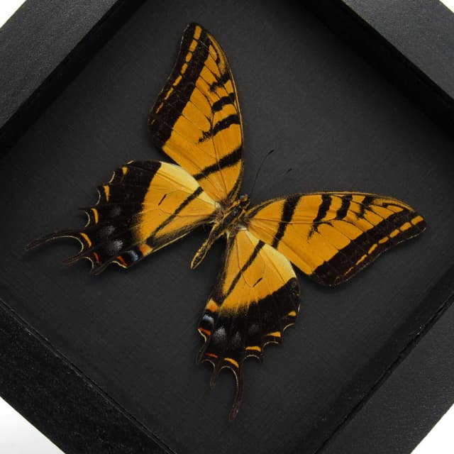 Real Two-Tailed Swallowtail framed taxidermy - Papilio multicaudata
