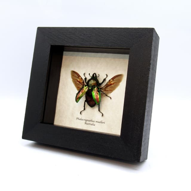 Rare Rainbow Stag beetle framed taxidermy - Phalacrognathus muelleri - large female
