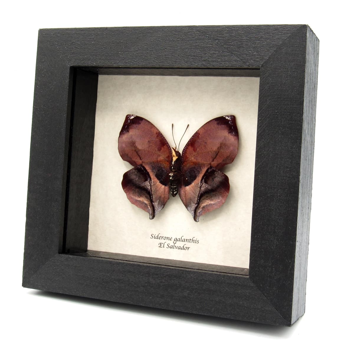 Real Autumn leaf mimicking butterfly taxidermy - Siderone galanthis