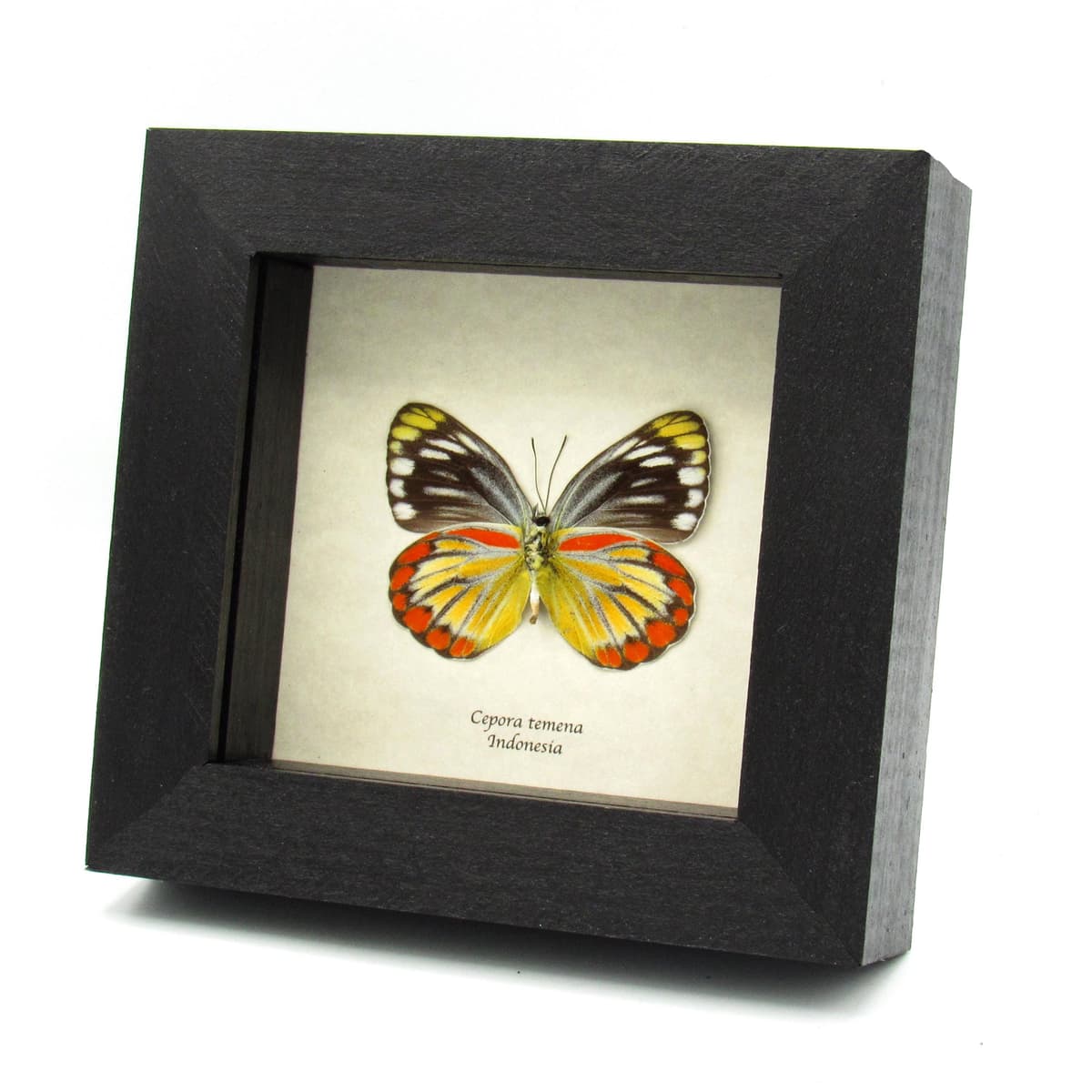Real orange butterfly framed taxidermy - Cepora temena - female