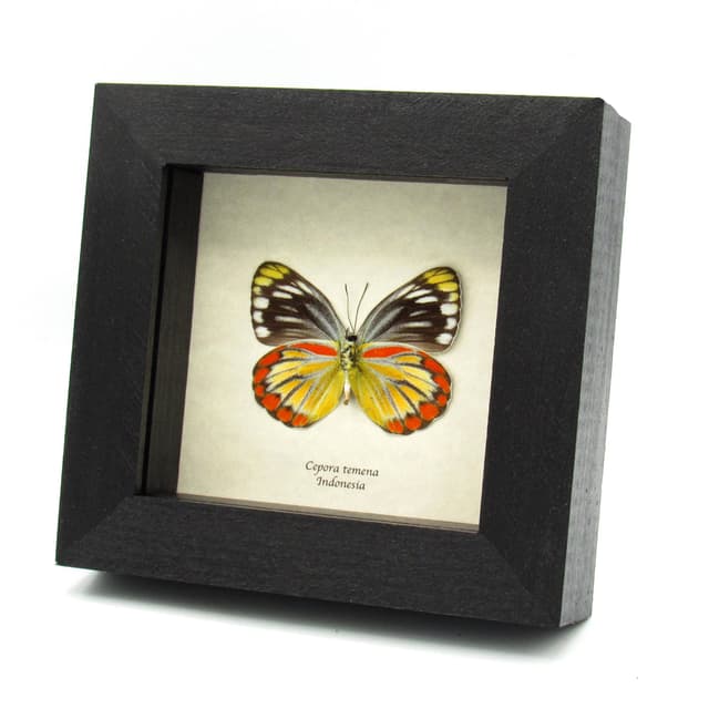 Real orange butterfly framed taxidermy - Cepora temena - female