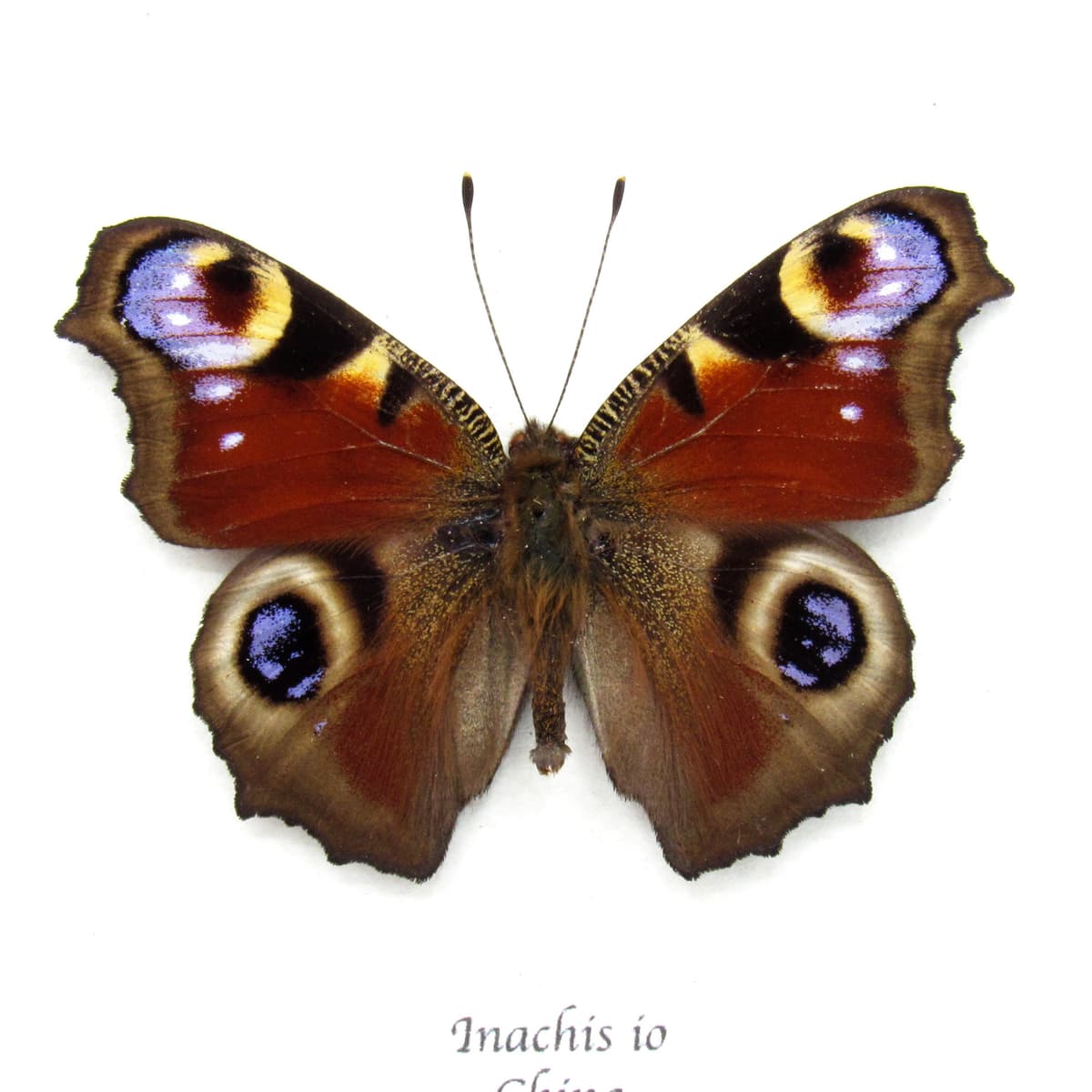 Real red Peacock butterfly framed taxidermy - Inachis io