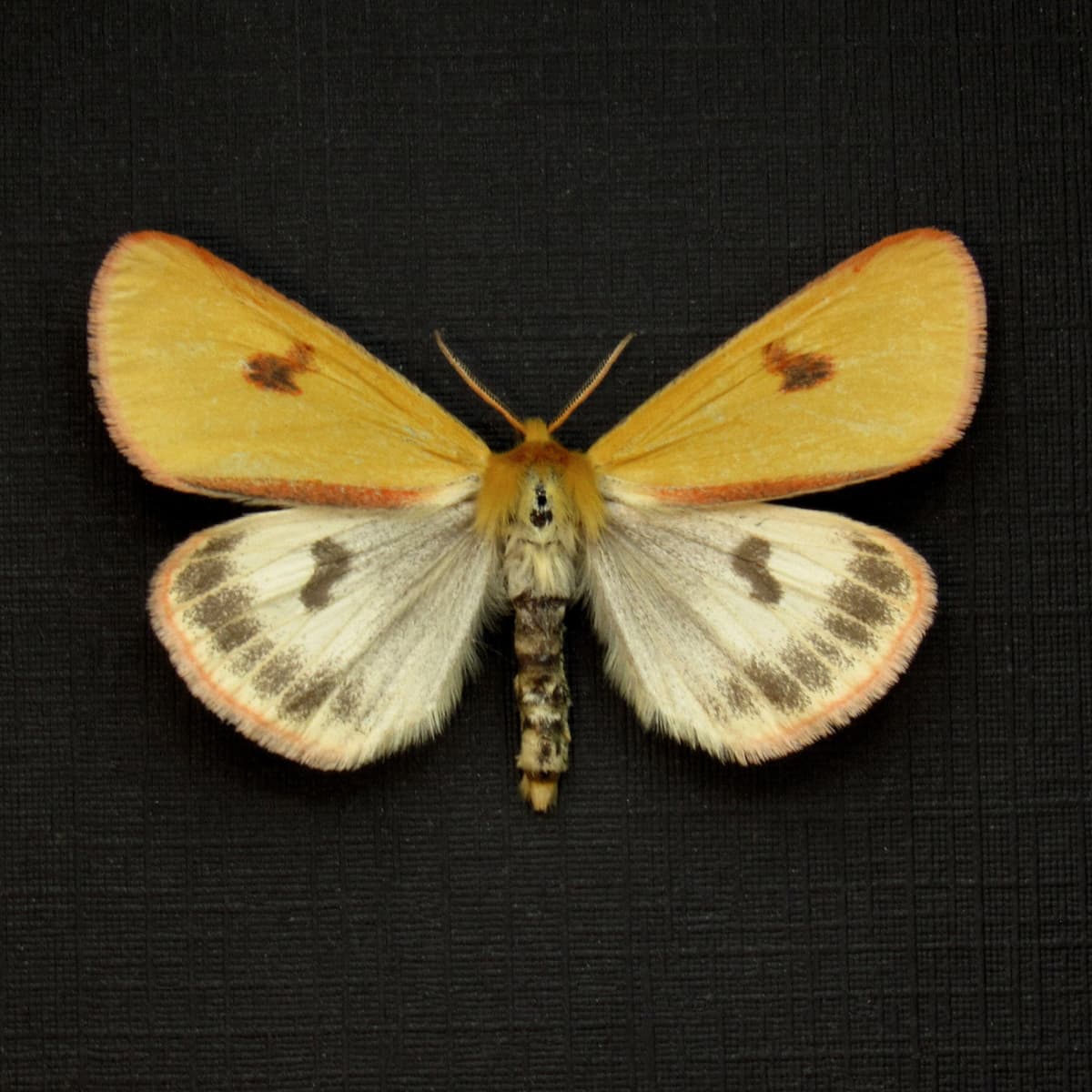 Real Clouded Buff moth framed taxidermy - Diacrisia sannio