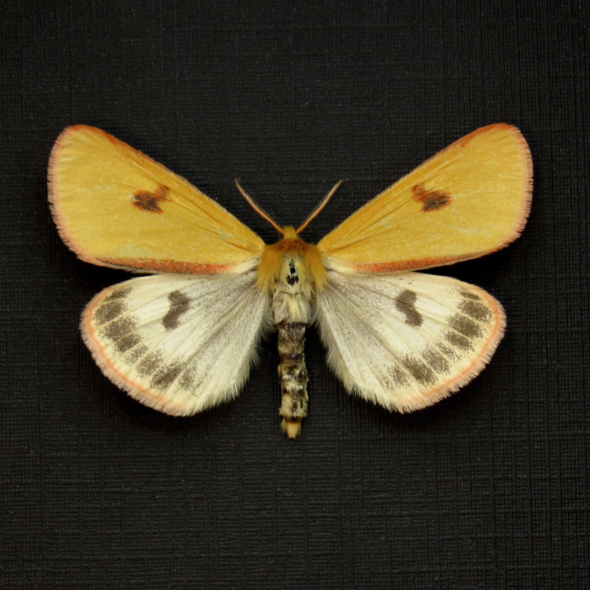 Real Clouded Buff moth framed taxidermy - Diacrisia sannio