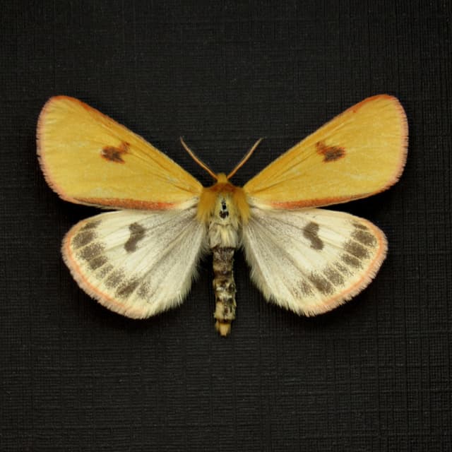 Real Clouded Buff moth framed taxidermy - Diacrisia sannio