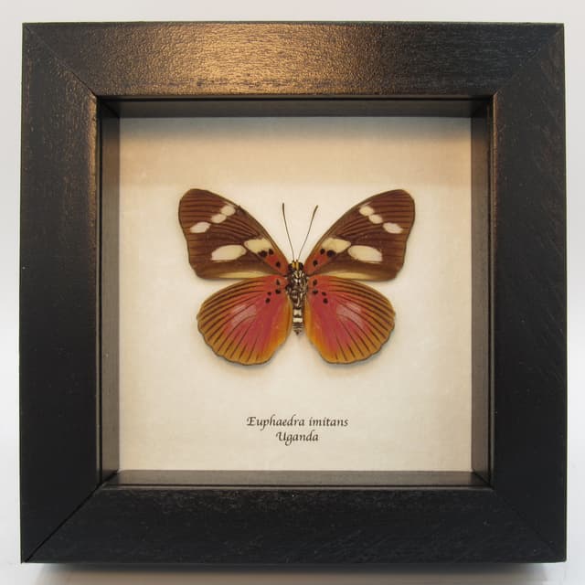 Rare fuchsia butterfly framed taxidermy - Euphaedra imitans (female)