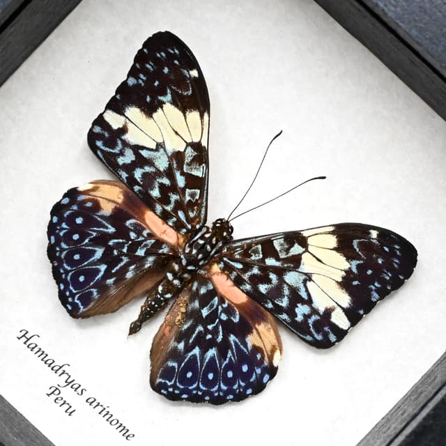 Real blue Cracker butterfly framed taxidermy - Hamadryas arinome