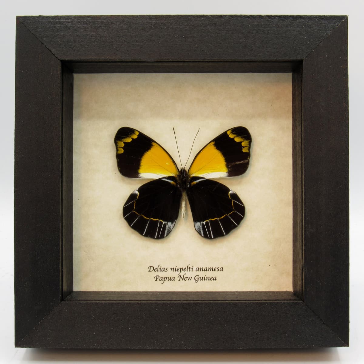 Large yellow Delias butterfly framed taxidermy - Delias niepelti anamesa