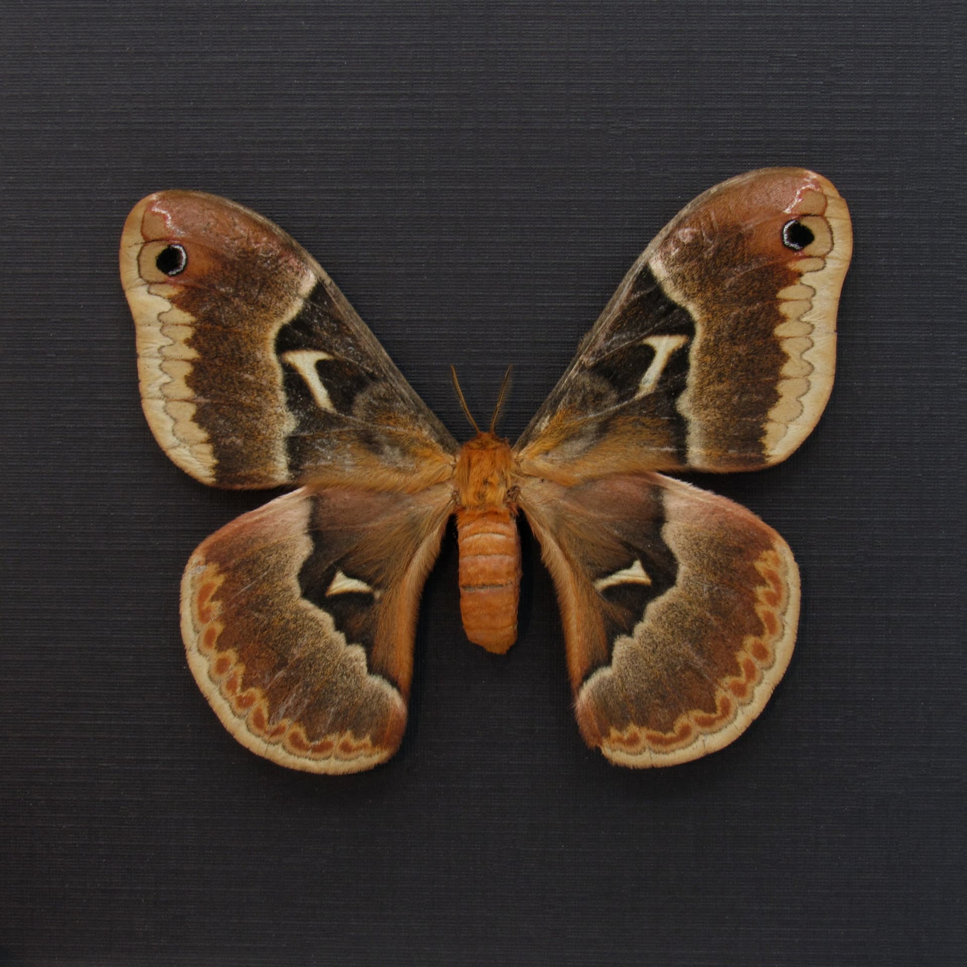 Real Tuliptree Silkmoth framed taxidermy - Callosamia angulifera - female