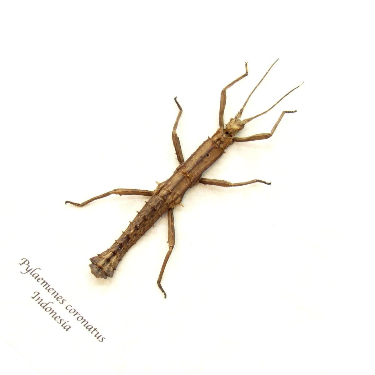 Real Thorny Stick bug framed taxidermy - Pylaemenes coronatus