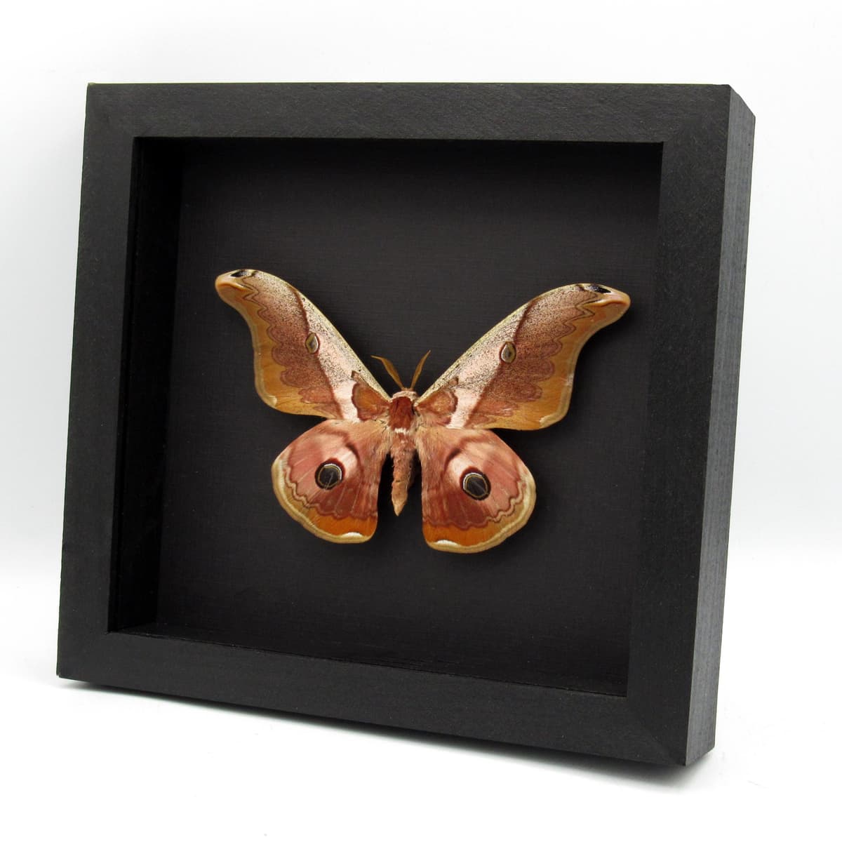 Real Giant pink Saturn moth framed taxidermy - Caligula simla