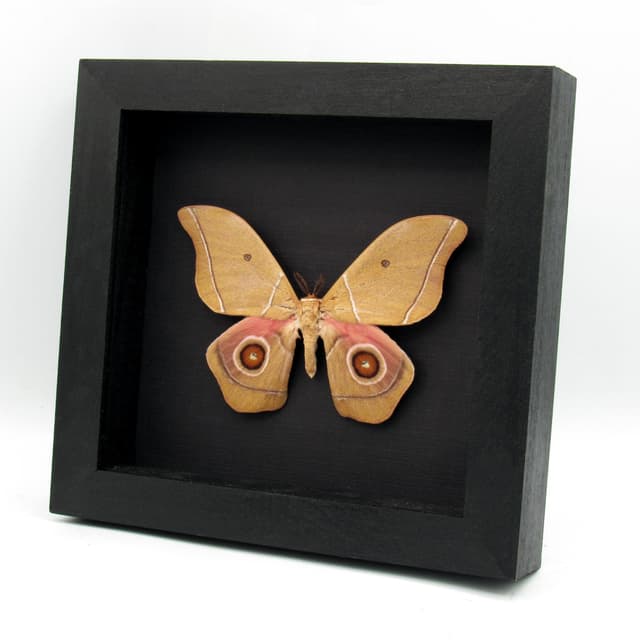 Rare pink Giant African Emperor moth framed taxidermy - Gonimbrasia alcestris