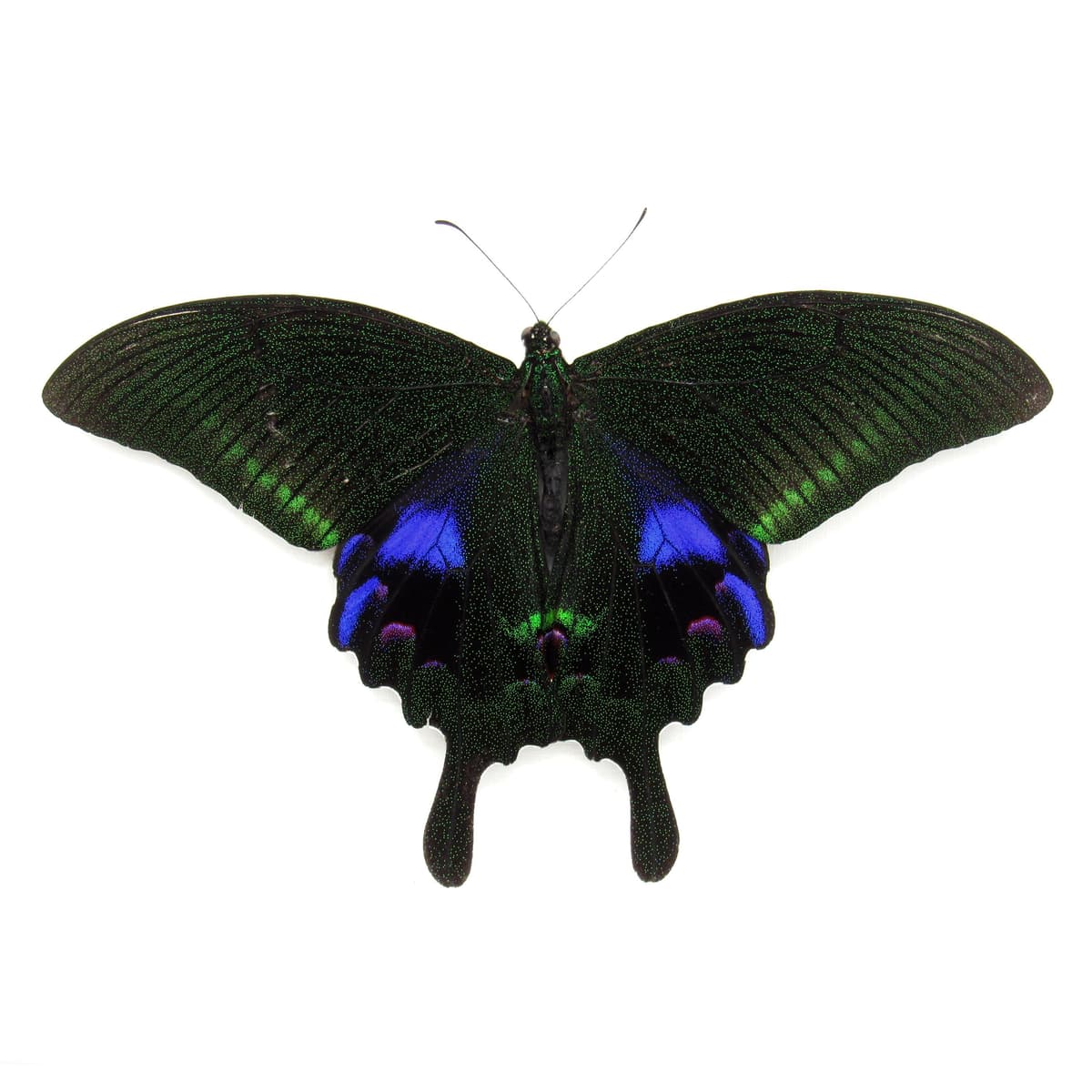 Large purple Peacock butterfly framed taxidermy - Papilio arcturus - Victorian mount