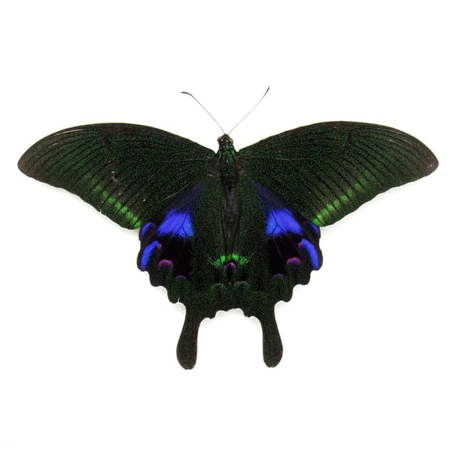 Large purple Peacock butterfly framed taxidermy - Papilio arcturus - Victorian mount