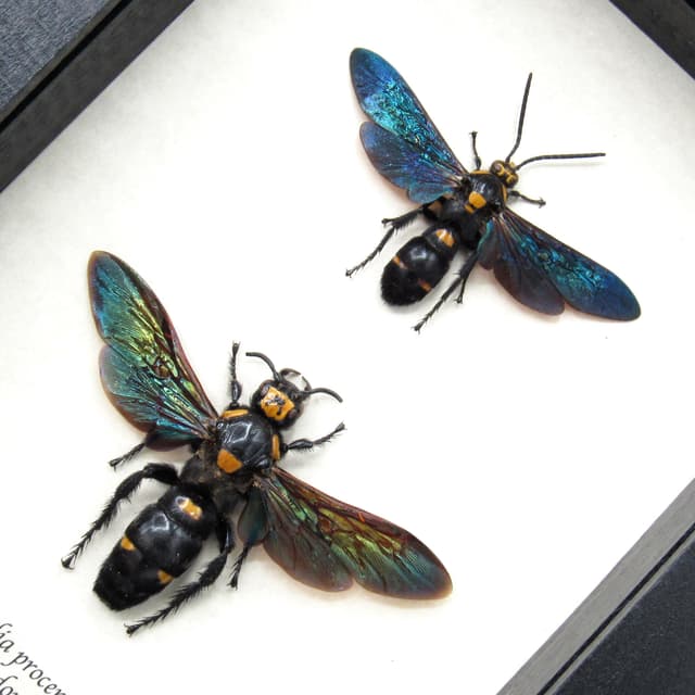 Giant wasp pair framed taxidermy - Megascolia procer javenensis - M+F pair