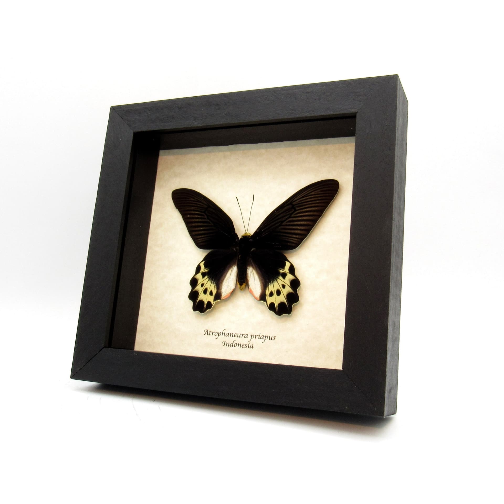 Real White Head Batwing butterfly framed taxidermy - Atrophaneura priapus