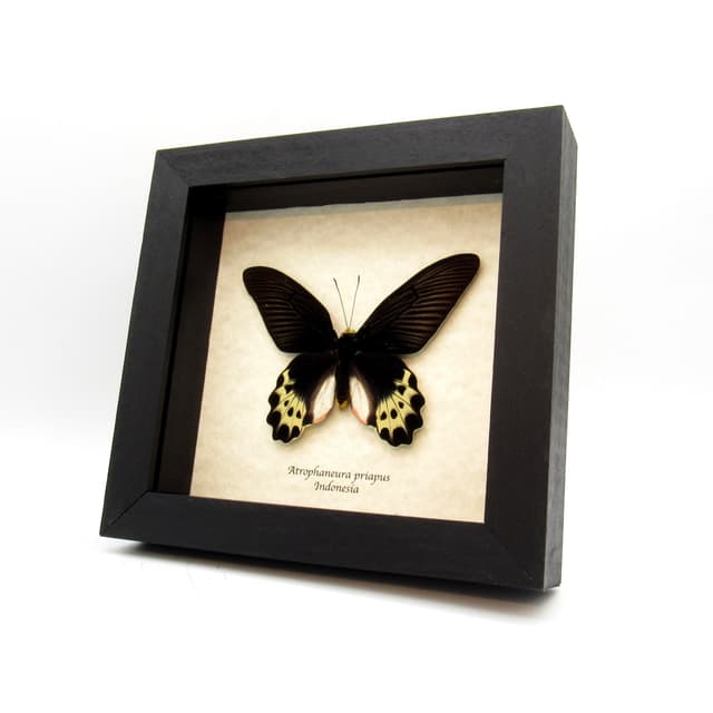 Real White Head Batwing butterfly framed taxidermy - Atrophaneura priapus