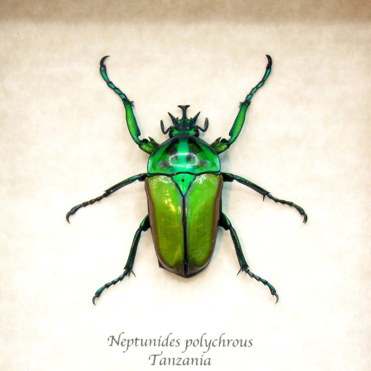 Real green Scarab beetle framed taxidermy - Neptunides polychrous
