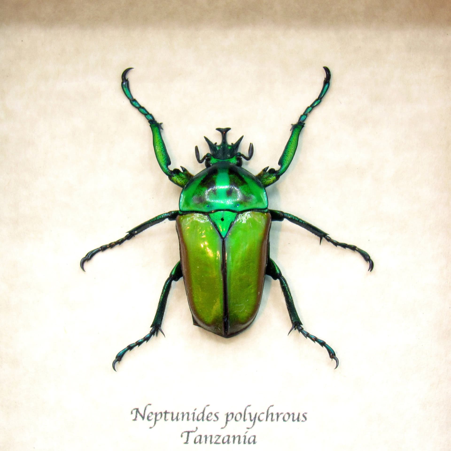Real green Scarab beetle framed taxidermy - Neptunides polychrous