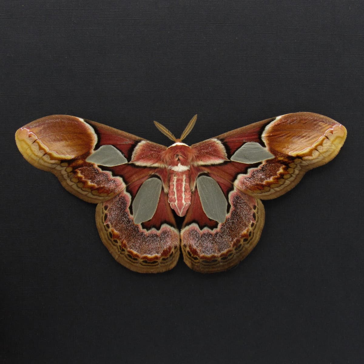 Real Rothschild's Silk moth framed taxidermy - Rothschildia erycina - large female - Victorian mount