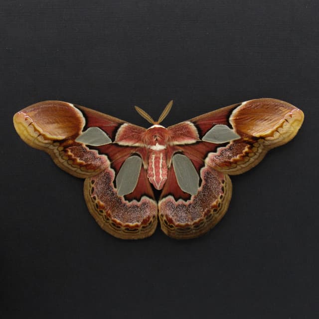 Real Rothschild's Silk moth framed taxidermy - Rothschildia erycina - large female - Victorian mount