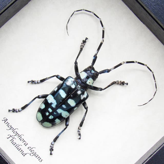 Real turquoise beetle framed taxidermy - Anoplophora elegans - large female