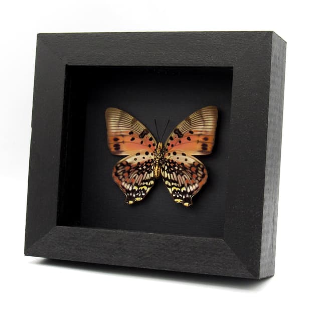 Rare female Red Charaxes butterfly framed taxidermy  - Charaxes zingha - large female