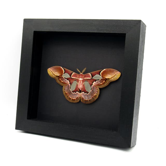 Real Rothschild's Silk moth framed taxidermy - Rothschildia erycina - large female - Victorian mount