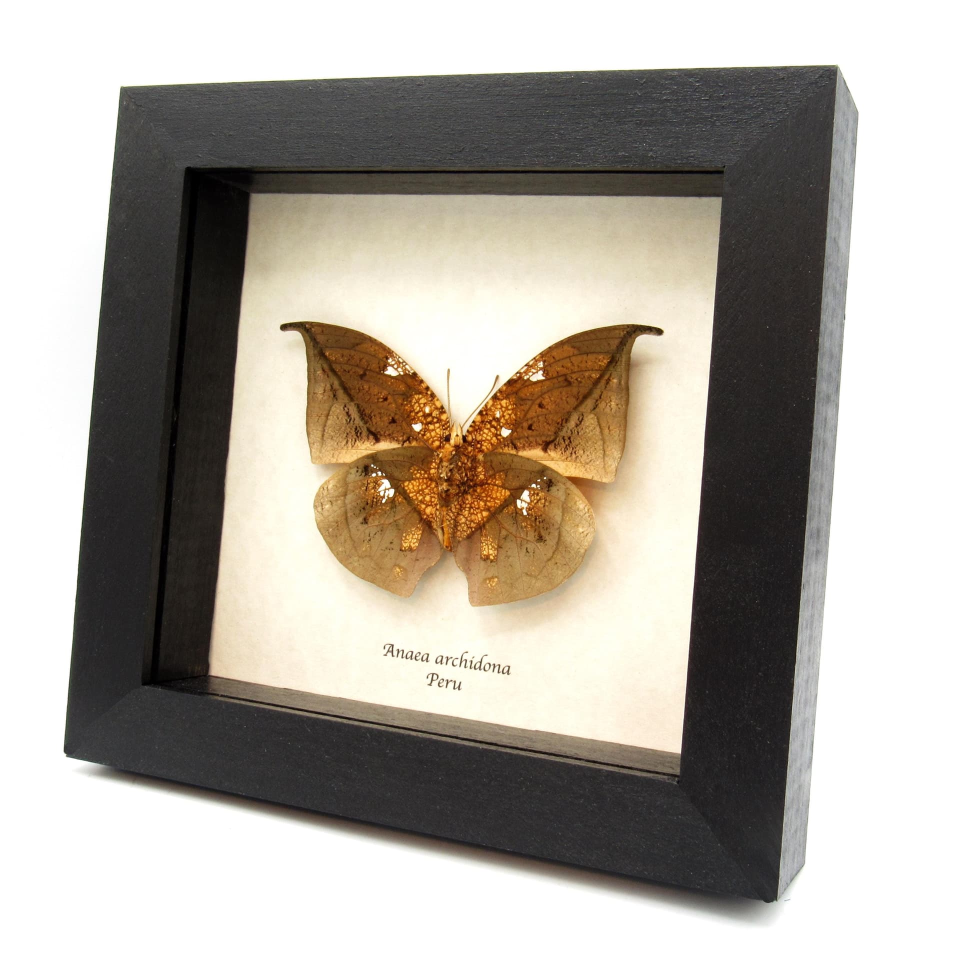 Real metallic dead leaf butterfly framed taxidermy - Anaea archidona - large female