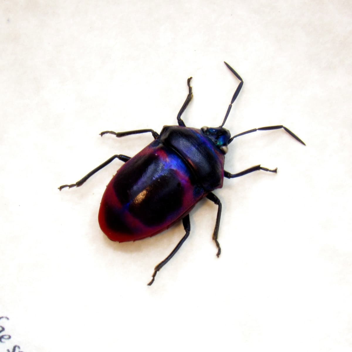 Rare purple bug framed taxidermy - Scutelleridae species