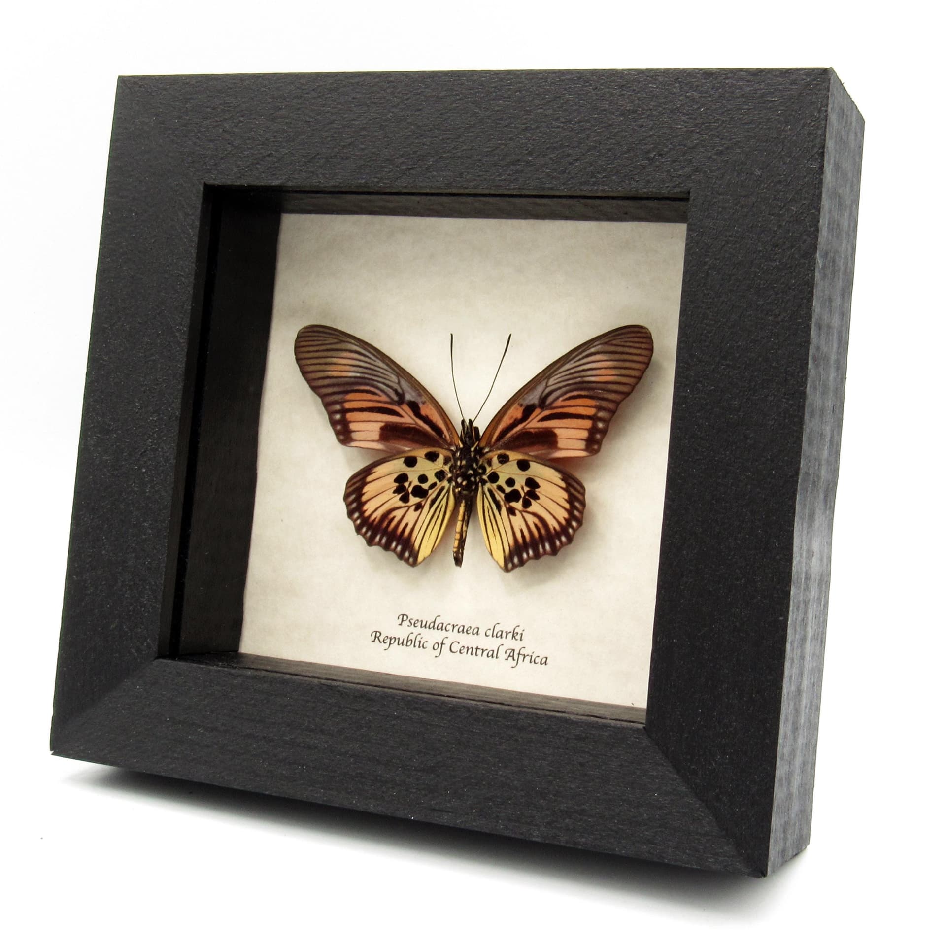 Real pink butterfly framed taxidermy - Pseudacraea clarki