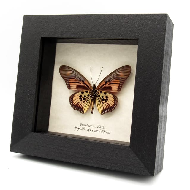 Real pink butterfly framed taxidermy - Pseudacraea clarki